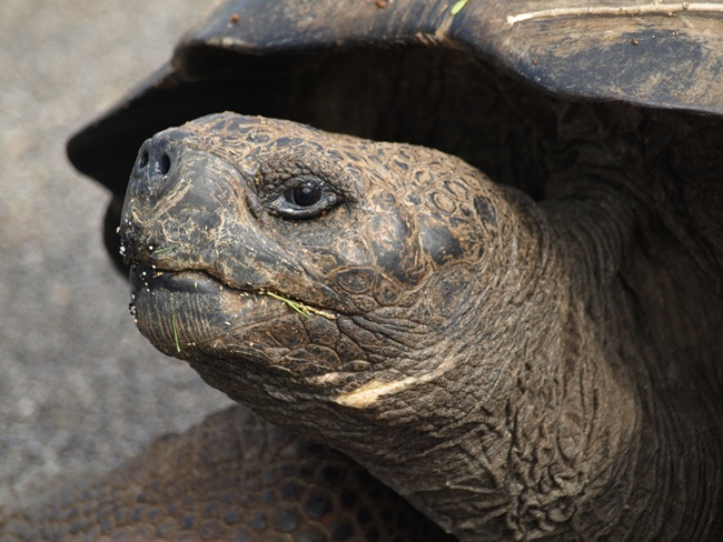 ../../Pictures/050210/072 Riesenschildkroete.JPG